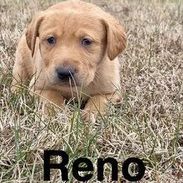Reno - Yellow male Labrador Retriever puppy in Mineral, Virginia from Canine Assist