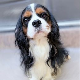 Blacky - Cavalier King Charles Spaniel
