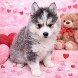 Sweetie - Black and white female Pomsky puppy in La Verne, California from Red Cedar Pomskies