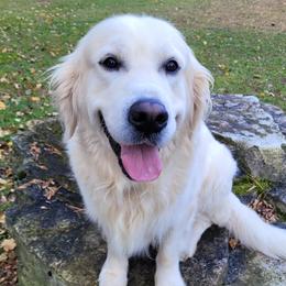Golden Retrievers from Hearts of Gold Retrievers LLC