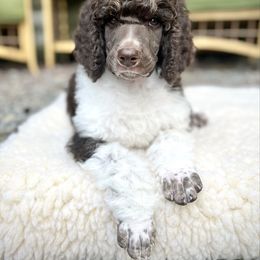 Loyalty - Parti male Poodle puppy in Hanover Township, Pennsylvania from Apricity Poodles