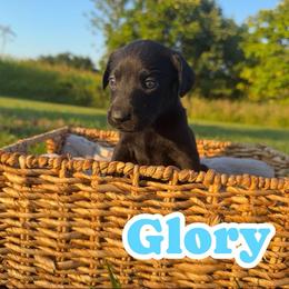 Glory - Black female Labrador Retriever puppy in Lucasville, Ohio from Backwoods Labradors