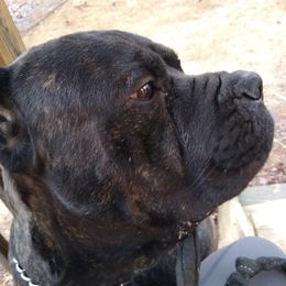 Vlad - Cane Corso