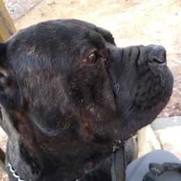 Vlad - Cane Corso