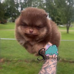 Hades- 3500.00 dollars - Chocolate and tan male Pomeranian puppy in Perry County, Ohio from Speechless Pom’s