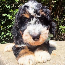 Louis - Tri-color male Bernedoodle puppy in Sherman, Illinois from Shirl Doodle Life