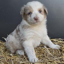 Wild Bill - Red merle male Australian Shepherd puppy in Stanford, Kentucky from Red Feather Aussies