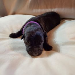 Girl 2 - German Shepherd puppy in Mead, Colorado from North Creek German Shepherds