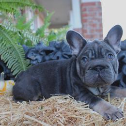 Tilly - Tricolors female French Bulldog puppy in Ben Lomond, Arkansas from Miesha Carver's Bulldogs