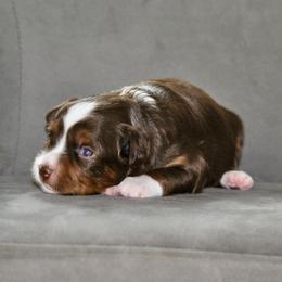 JACE - Red tri-color female Miniature American Shepherd puppy in Bixby, Oklahoma from Roeboat Aussies