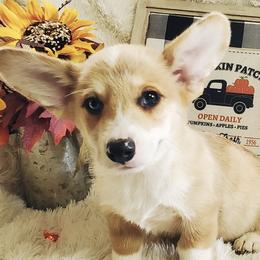 American Corgis, Cardigan Welsh Corgis, and Pembroke Welsh Corgis from Bleu Bayou Corgis