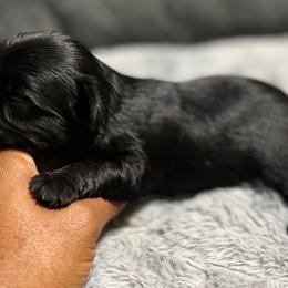 Kevin - Black and gold male Yorkshire Terrier puppy in Dallas, Texas from JBzPawz