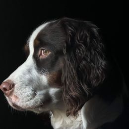 Lady - English Springer Spaniel