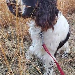 English Springer Spaniel Puppies from Indian Creek Springers