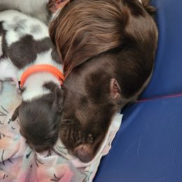 Kleine Munsterlander Puppies from Prairie State Kennel