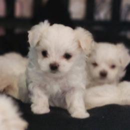 Boy 2 - White male Maltese puppy in Zanesville, Ohio from Donna's Maltese