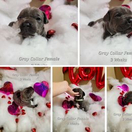 Cane Corso Puppies from Elite Empire Cane Corso