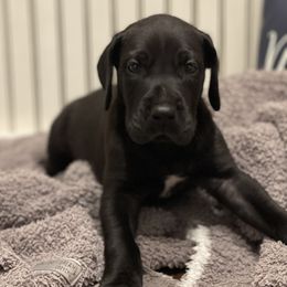 Great Dane Puppies from Oak View Danes