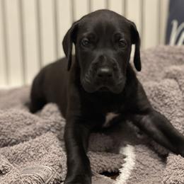 Great Dane Puppies from Oak View Danes