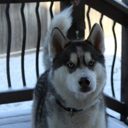 Siberian Huskies from Appalachian Siberians LLC