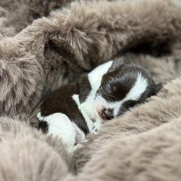 Walker Percy - Parti male Miniature Schnauzer puppy in Plaucheville, Louisiana from Honey Doux Southern Paws