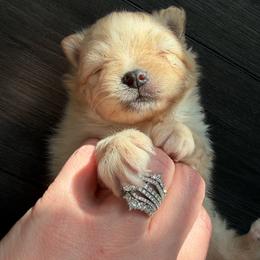 Light green - Cream sable parti male Pomeranian puppy in Cheektowaga, New York from Buffalo Pomeranians 716