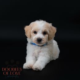 Mister Blue - Caramel red male Labradoodle puppy in Travelers Rest, South Carolina from Doodles of Love Labradoodles