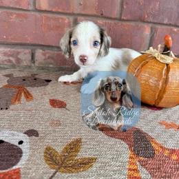 Chestnut - Piebald male Dachshund puppy in Adamsville, Tennessee from Shiloh Ridge Dachshunds
