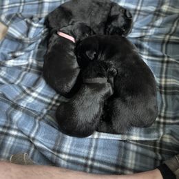 Giant Schnauzer Puppies from Toledo Bend Giants Vom Zitronen