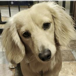 Charlie - Dachshund