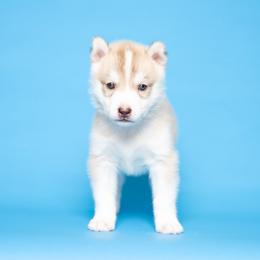 Vin - Red and white male Siberian Husky puppy in Meadow Vista, California from Thistle Hill Siberians