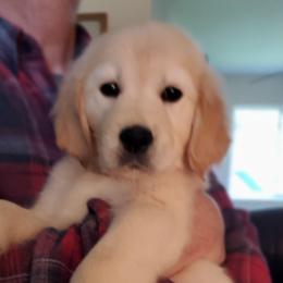 Black Collar - Golden male Golden Retriever puppy in Sandy, Utah from Golden Meadows of Utah