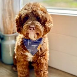 Valley Gray - Goldendoodle