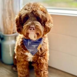 Valley Gray - Goldendoodle