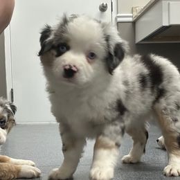 Athena - Blue merle female Miniature Australian Shepherd puppy in Reidsville, North Carolina from Cherry Grove Kennel