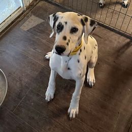 Red - Dalmatian puppy from Zydeco Dalmatians