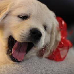 Golden Retriever Puppies from Dandelion Meadows Farm