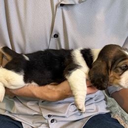 Basset Hound Puppies from Liberty Bassets