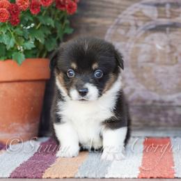 Cider - Black and tan male Pembroke Welsh Corgi puppy in Bedford, Indiana from Sunny Acres Corgis