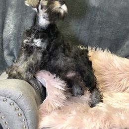 Boy 3 - Salt and pepper male Miniature Schnauzer puppy in Duncannon, Pennsylvania from Shazzam of Oz