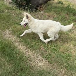 Berger Blanc Suisse and German Shepherd Puppies from Scenic Creek German Shepherds and White Swiss Shepherds