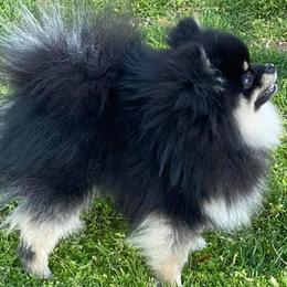 Pomeranians from Pomeranian Puppy Paradise