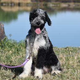 Layla - Blue merle female Aussiedoodle puppy in Delta, Colorado from PTK Ranch