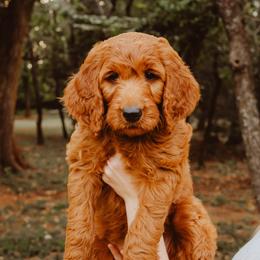 Goldendoodle Puppies from Bows & Ties Doodles