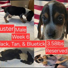 Buster Red Male - Black tan and bluetick male Beagle puppy in Bemidji, Minnesota from Nse Farms Beagles
