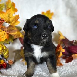 Casserole (green) - Black tri-color male Australian Shepherd puppy in Falmouth, Kentucky from Queen City Farm