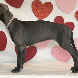 Girl 4 - Blue Greyhound puppy in St. Louis, Missouri from Velocitas Greyhounds