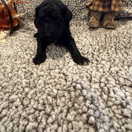 Fred - Black male Bordoodle puppy in Republic, Missouri from Holland Hilltop Farm