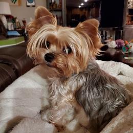 Zilla - Yorkshire Terrier