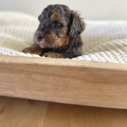 Bernedoodle, Goldendoodle, and Poodle Puppies from Central Valley Canine Companions